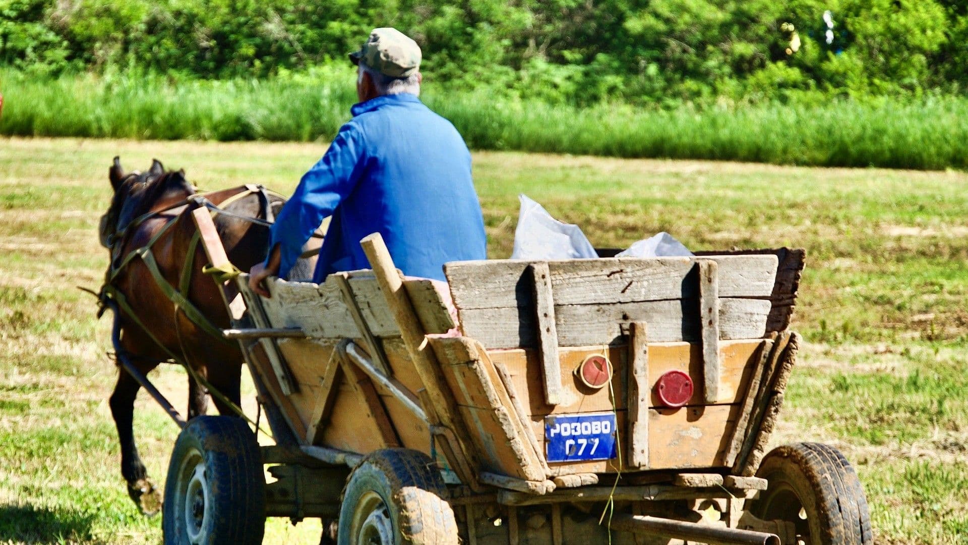 konji konjska zaprega poljoprivreda