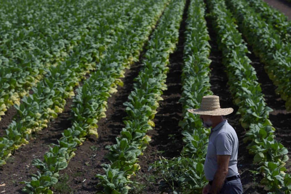 Izazovna sezona, stabilna proizvodnja ali i rekord kod vidžinija duvana