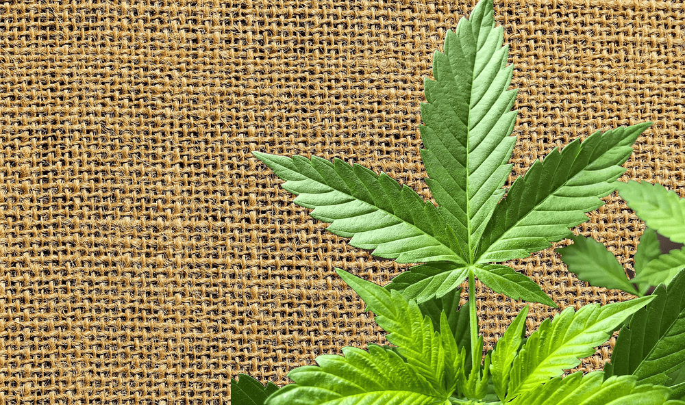 Zašto ne koristimo konoplju: Upija CO2, greje, đubri...