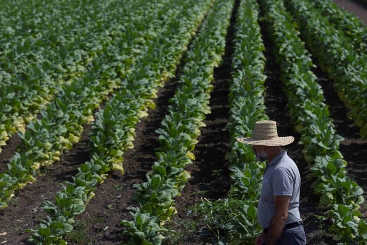 Izazovna sezona, stabilna proizvodnja ali i rekord kod vidžinija duvana