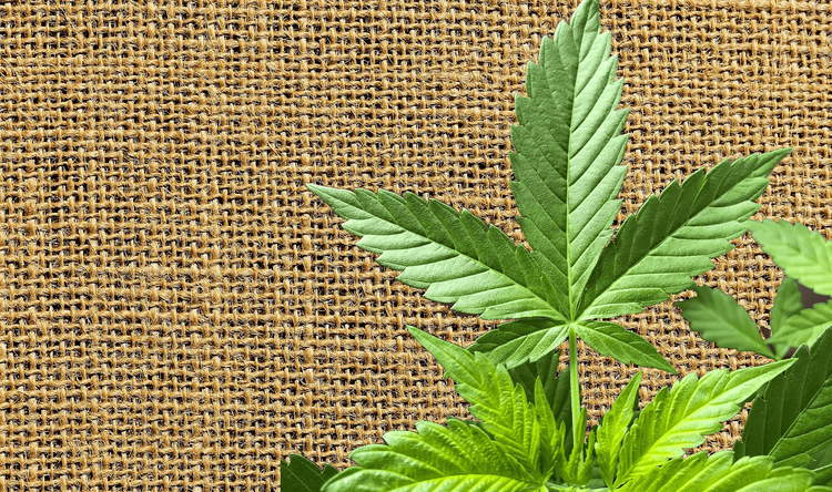 Zašto ne koristimo konoplju: Upija CO2, greje, đubri...