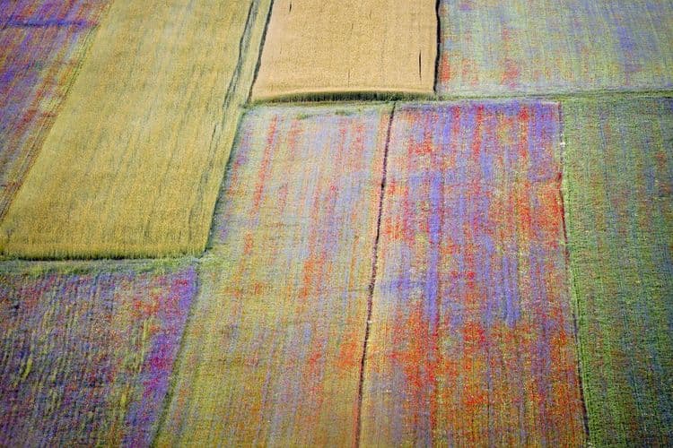 Od Lamanša do Kirgistana: Cvećem trgujemo za gotovo 50 miliona €, rast 14%