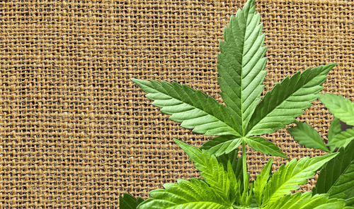 Zašto ne koristimo konoplju: Upija CO2, greje, đubri...