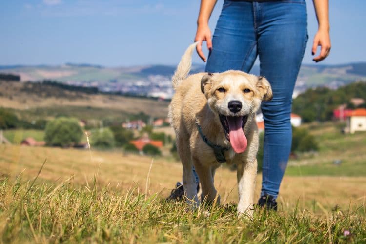 Biznis bum u Kini - kako je iznajmljivanje pasa postalo ultra-popularno i šta su rizici?