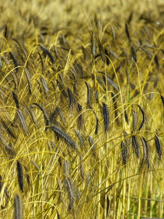 Pad prinosa i na pola: Pšenica pod stresom od mraza