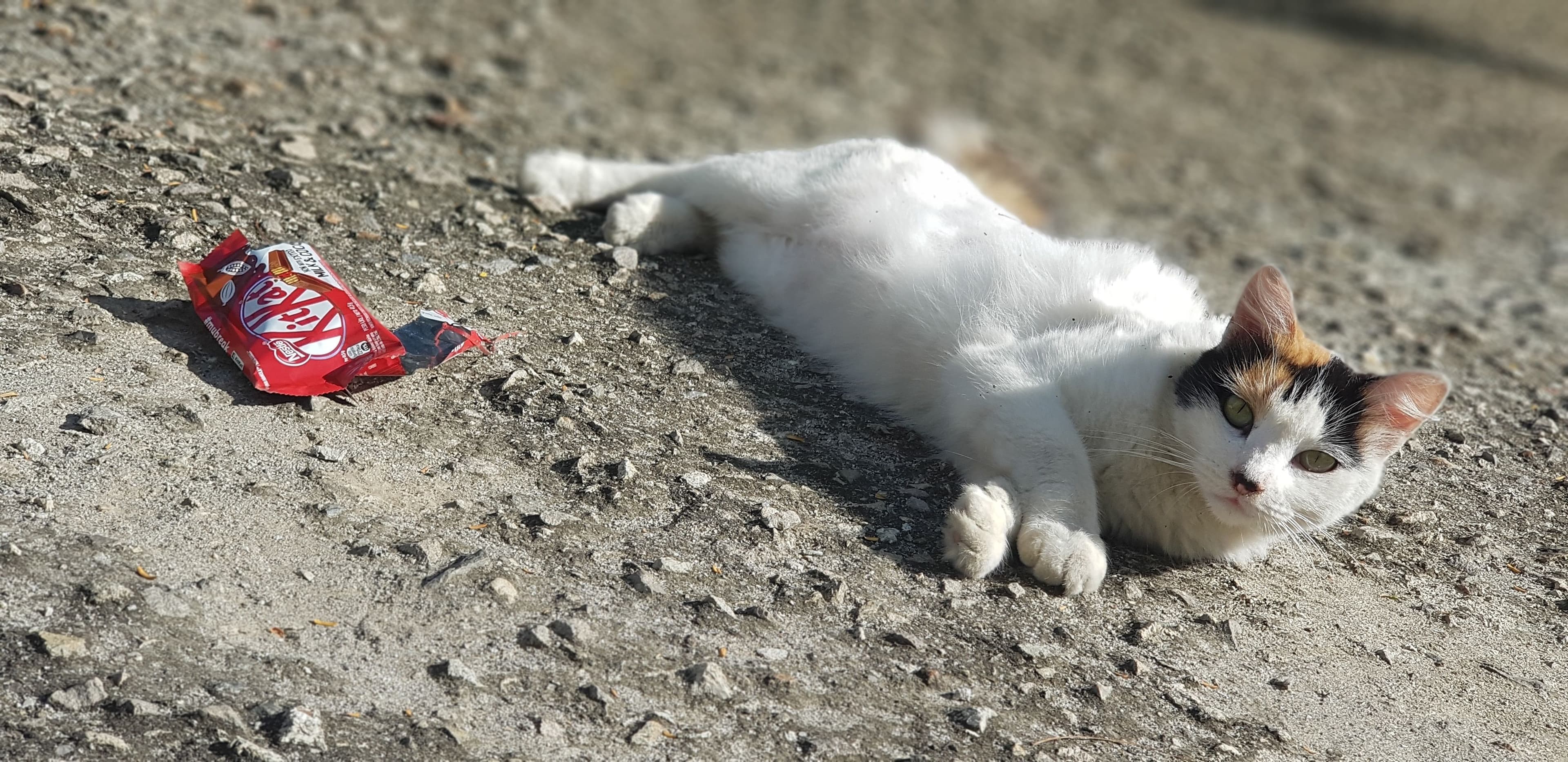 Neko će ostati bez čokoladice: Ukradeno 12 tona popularnog slatkiša, moguća drama pred Uskrs