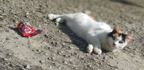 Neko će ostati bez čokoladice: Ukradeno 12 tona popularnog slatkiša, moguća drama pred Uskrs